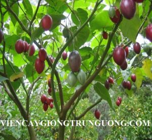 Lâm Đồng: Người dân trồng được giống cây siêu quả Magic-S, giá tiền triệu