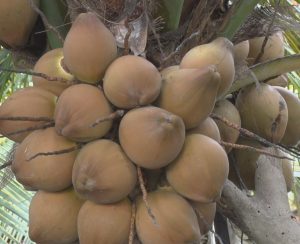 Đếm đủ 15-20 triệu/tháng từ trồng dừa Mã Lai, trái ra sát đất