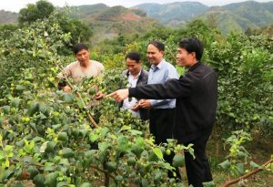 Trồng cây ăn quả trên đất dốc ở Sơn La: Hiệu quả từ chủ trương đúng
