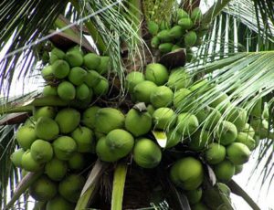 Nâng cao chuỗi giá trị cây dừa