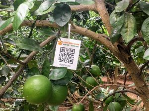 Hà Nội: Hơn 10.000 cây cam được cấp ‘chứng minh thư điện tử’
