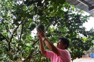 Trở thành tỷ phú từ mô hình trồng bưởi sạch ở Đồng Nai