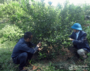 Trồng chanh không hạt trái vụ trên đất xấu, nông dân Nghệ An thu lãi 50 triệu/ha