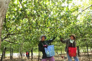 Bến Tre: Lợi ích vượt trội từ trồng táo