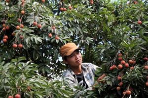 Hải Dương: Thanh Hà thúc đẩy trồng vải VietGAP