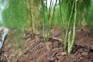 Ninh Thuận: Đất cát ‘nở hoa’ nhờ trồng măng tây theo công nghệ Israel
