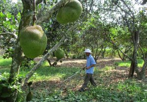 Quảng Nam: Thoát nghèo nhờ thành lập tổ hợp tác trồng cây ăn trái
