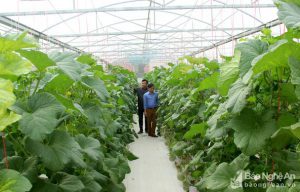 Nghi Lộc – Nghệ An ứng dụng công nghệ cao vào sản xuất nông nghiệp