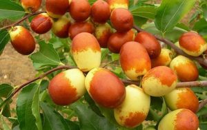 Cây táo tàu (cây hồng táo) – Cây ăn quả độc đáo có nhiều giá trị kinh tế