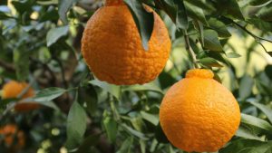 Đột nhập vườn cam lai quýt Dekopon siêu đắt 300.000 đồng/quả