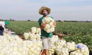 Bắc Ninh hỗ trợ nông dân tiêu thụ nông sản giữa “bão” COVID-19
