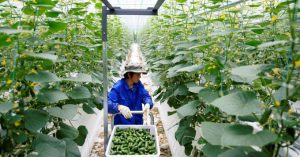 Trung Quốc giải bài toán cung cầu nông sản thời Covid-19