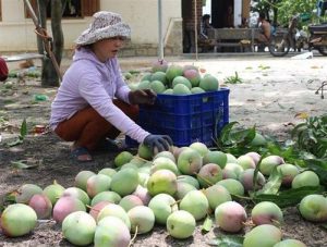 Hỗ trợ nông dân vùng ‘thủ phủ xoài’ tỉnh Khánh Hòa tiêu thụ nông sản