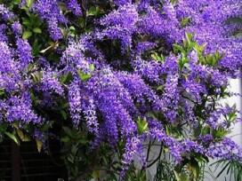 Hoa Mai xanh – Đặc điểm, cách trồng và chăm sóc cây mau ra hoa