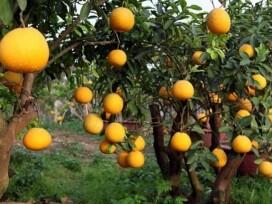 Cây Bưởi: Đặc điểm, công dụng, cách trồng và chăm sóc cây ra nhiều quả