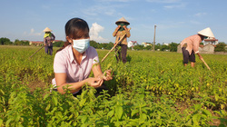 Ninh Bình: Trồng bạt ngàn các loài cây dược liệu quý, nông dân 8X “hái” về gần nửa tỷ mỗi năm.