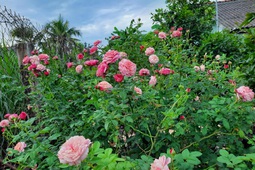 Chàng nhân viên IT nghỉ việc về trồng thanh long, chăm vườn hồng rực rỡ