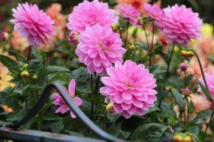 Hoa Thược Dược – Ý nghĩa, cách trồng và chăm sóc hoa nở vào dịp Tết