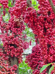Loại quả đỏ rực mọc đầy cây không ai hái, bỗng hút khách du lịch nườm nượp đến mua