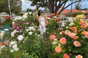 Vợ chồng Việt biến sân 60m2 tại Úc thành “công viên hoa hồng” ấn tượng