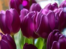 Hoa Tulip – Đặc điểm, ý nghĩa, cách trồng và chăm sóc hoa tươi tốt