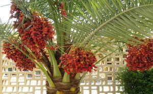 Loại quả giới nhà giàu Dubai thường ăn, ở Việt Nam cũng trồng được
