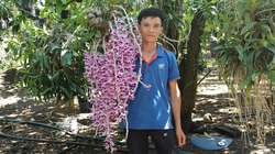 Cách trồng lan rừng vào chậu và bí quyết chăm lan phi điệp ra hoa tím tuôn dài miên man của 9X Đắk Nông