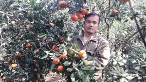 Thái Nguyên: Vườn trồng cam Canh, bưởi Diễn trái quá trời, đẹp như phim của ông giám đốc nông dân
