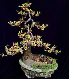 Kiếm thêm tiền triệu nhờ trồng bonsai dâu tằm