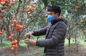 Bắc Ninh: Làm giàu từ trồng cây ăn quả