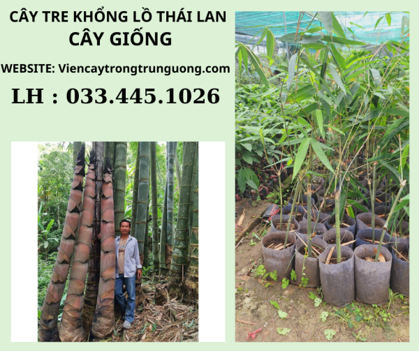 GIỐNG TRE KHỔNG LỒ THÁI LAN CÂY CHUẨN GIỐNG F1