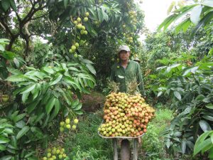 Hiệu quả sản xuất theo quy trình VietGAP ở Hải Dương