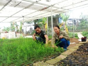 Tuyên Quang: Làm giàu từ măng Tây