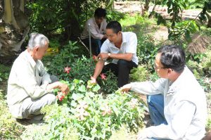 Thu tỷ đồng/năm từ trồng cây dược liệu ở Hồng Ngự