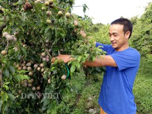 Làm giàu ở nông thôn: Chăm mận hậu bán cả vườn lãi 200 triệu/năm