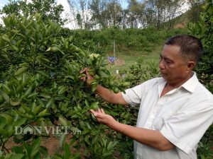 Trồng 3ha cam Vinh, làm nhà sàn đẹp long lanh, nên danh triệu phú