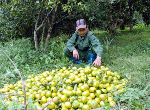 Làm giàu ở nông thôn: Lãi 700 triệu/năm từ quýt đặc sản Quang Thuận