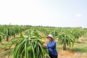 Thu tiền tỷ từ trồng thanh long ruột đỏ