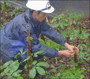 Nơi hẻo lánh, dân chờ khấm khá khi trồng 2 loại sâm quý