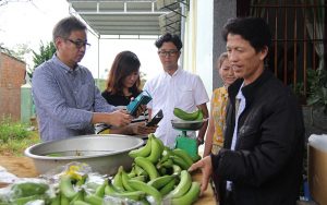 Trồng chuối Laba, khó một tý, nhưng bán được cho Nhật Bản