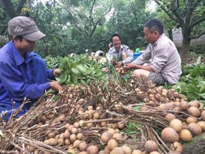 Hưng Yên: Thương lái đổ xô về mua đặc sản nhãn lồng cuối vụ