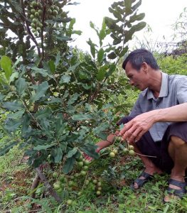 Làm giàu khác người: Chuyện về “ông trùm” cây “tỷ đô” ở xứ Lạng 