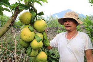 Trồng “lung tung” cây có múi ở đất lạ, trái đã ngọt lại có thêm tiền