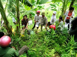 Mô hình trồng chuối xen canh các cây trồng ngắn ngày trên đất dốc