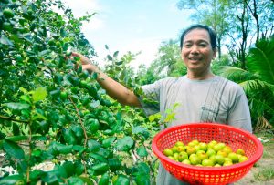 Kiên Giang: Nuôi dê ăn lá táo, phân dê bón cây táo, trái ngọt giòn