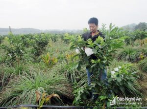 “Siêu nông dân” chia sẻ bí kíp trồng ổi “mắn” quả quanh năm