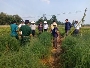 An Giang: Đưa rau “vua” xuống ruộng, 6 tháng bán đã thu 36 triệu