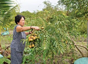 Trồng xen cóc với dừa, đất không thừa lại thêm vài triệu/tháng