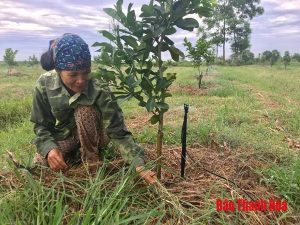 Ứng dụng công nghệ tưới tiên tiến vào trồng cây ăn quả