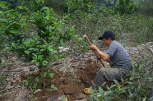 Mang loài cây quý về vườn, đào củ bở hơi tai, dân ở đây giàu